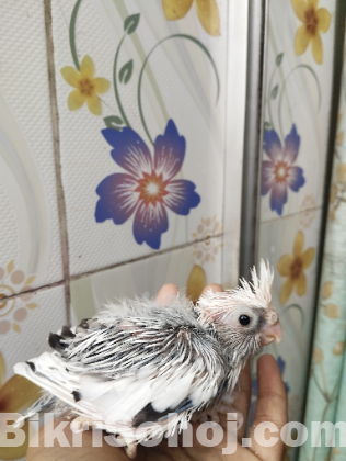Cocotail bird